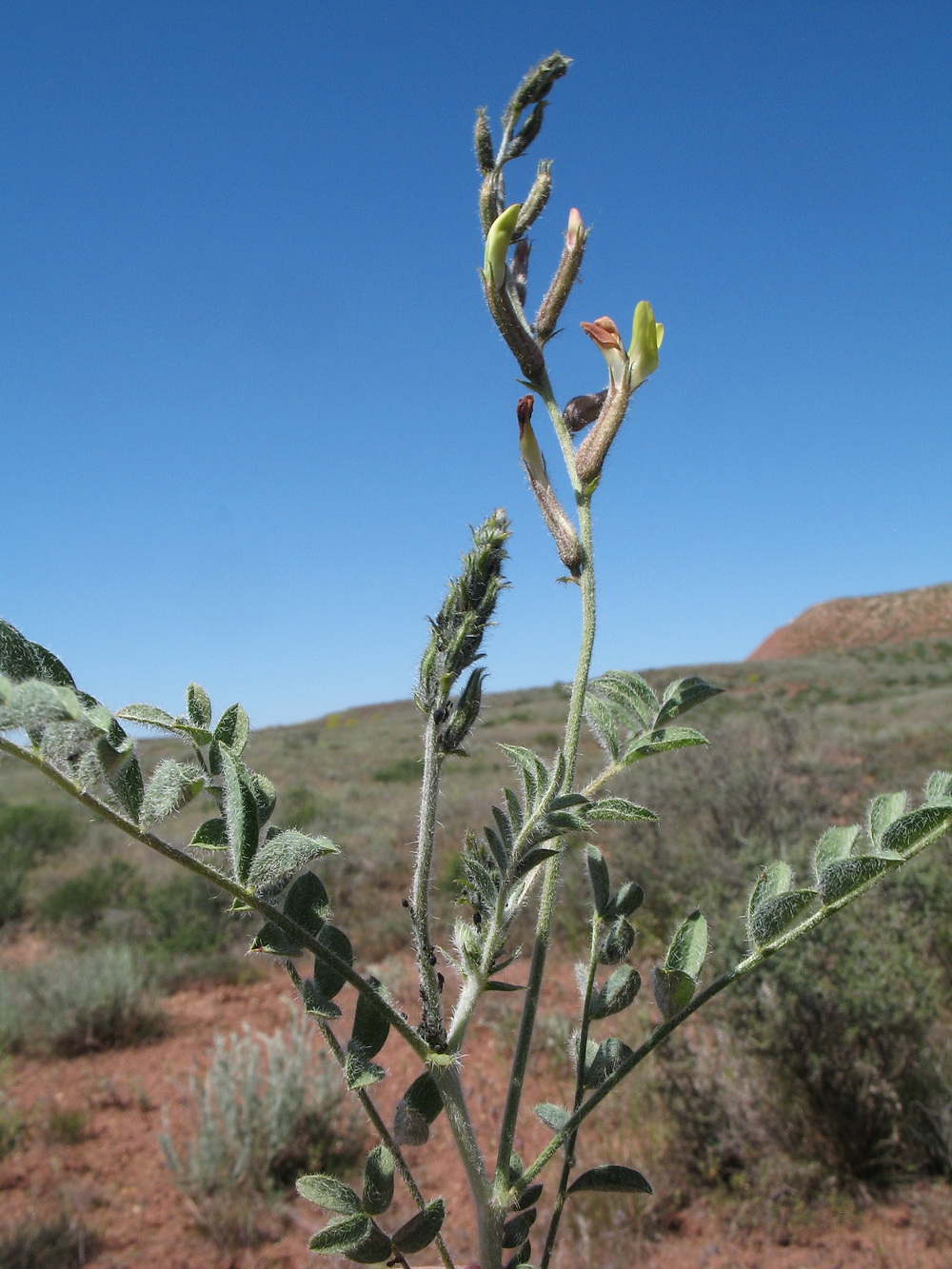 Image of Astragalus turczaninowii specimen.