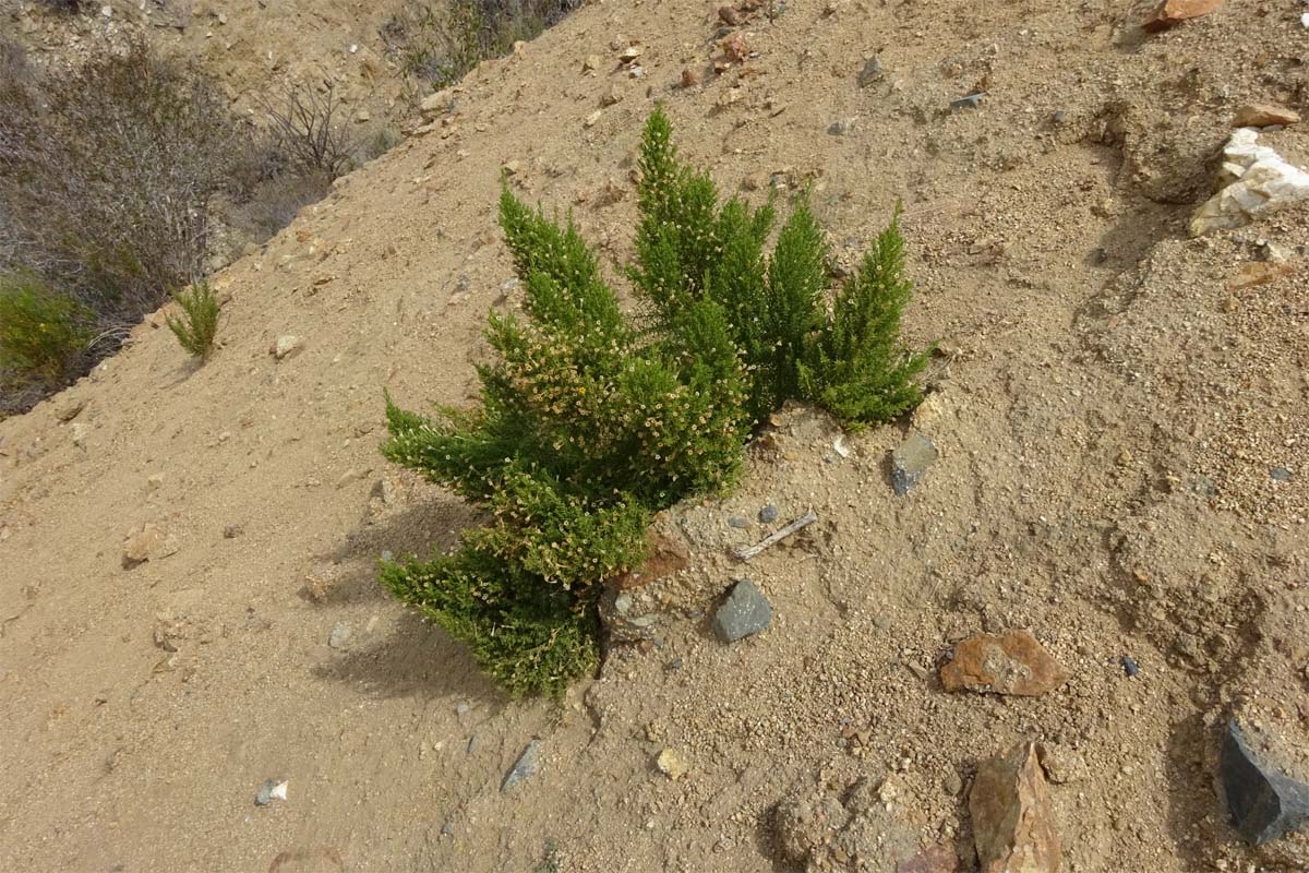 Image of Fabiana viscosa specimen.