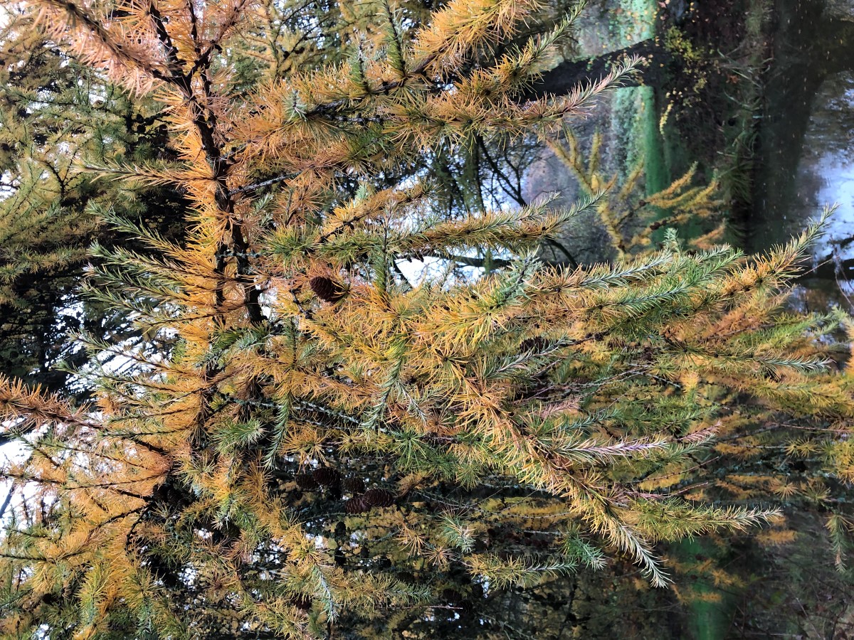 Изображение особи Larix kaempferi.