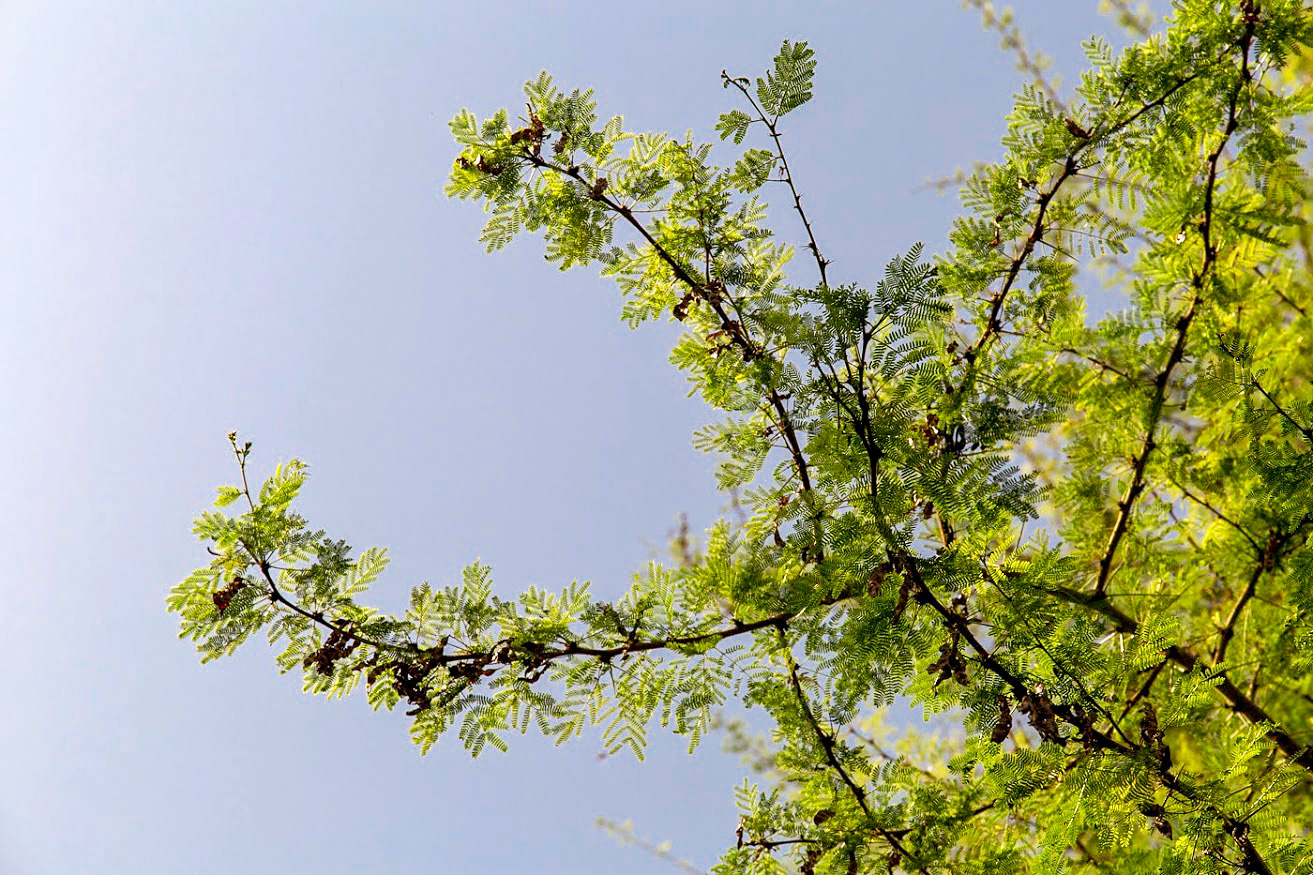 Image of Vachellia xanthophloea specimen.