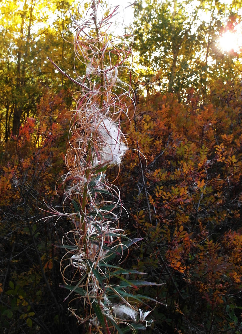 Image of Chamaenerion angustifolium specimen.