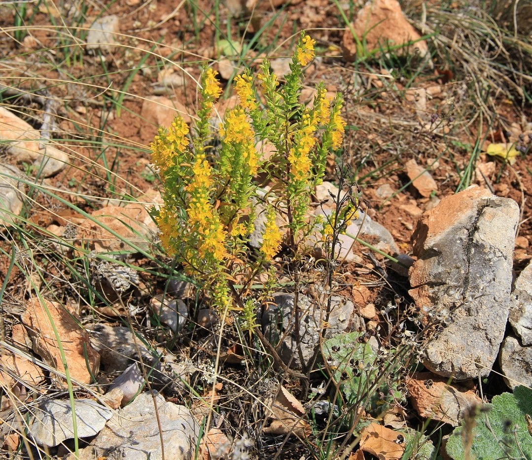 Image of Orthanthella lutea specimen.