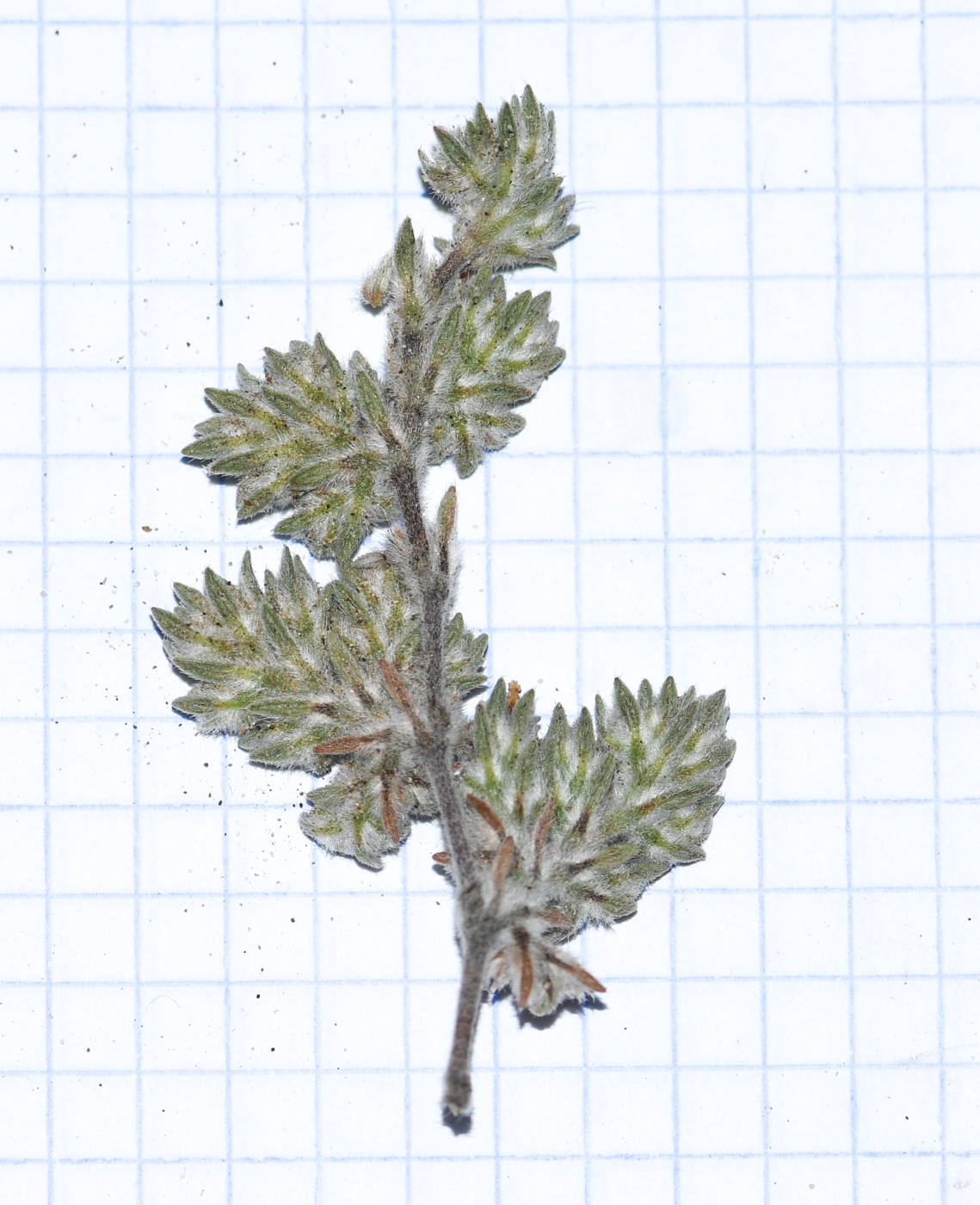 Image of Tiquilia paronychioides specimen.