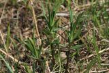 Смотреть изображение Gentiana pneumonanthe