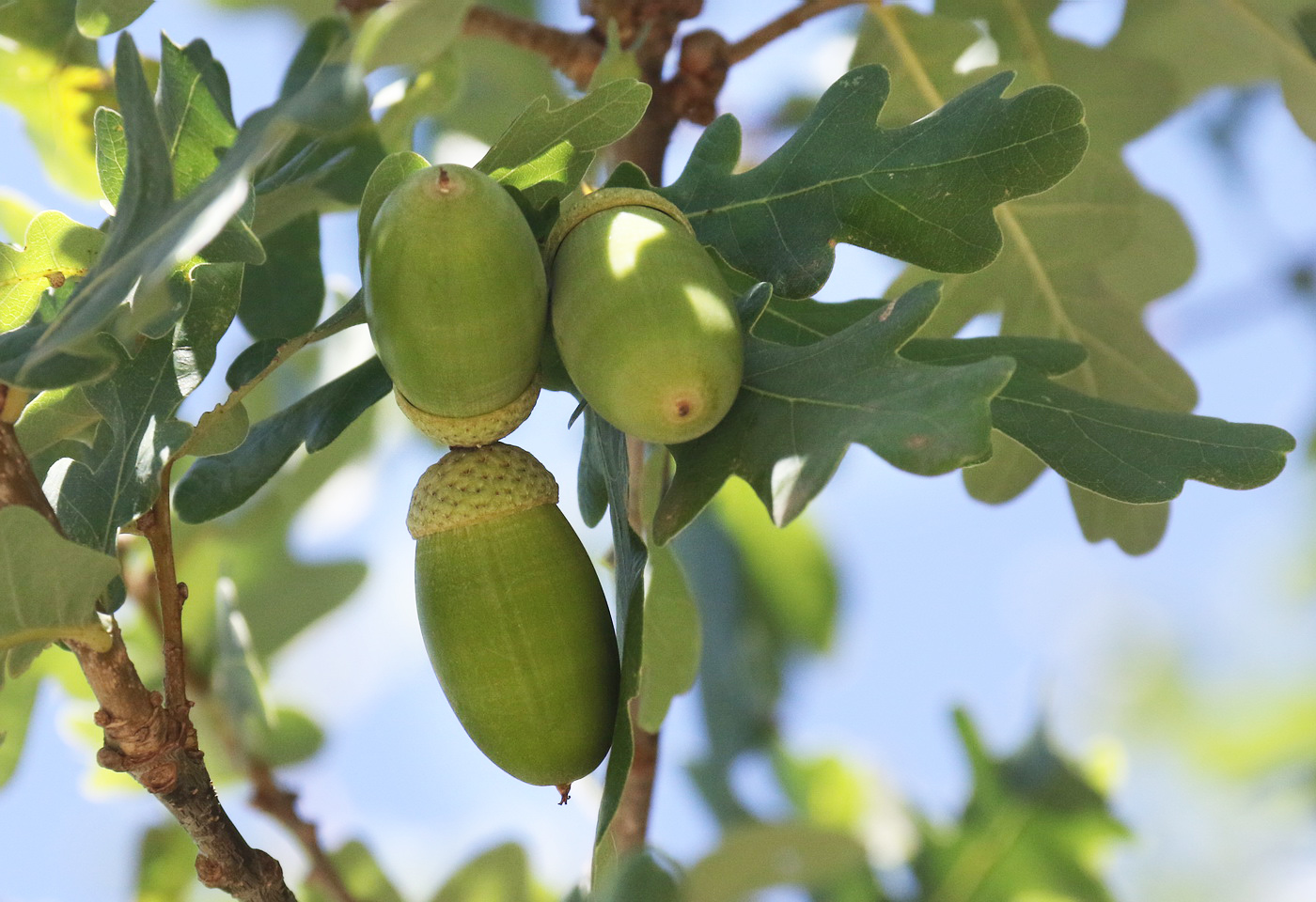 Дуб мирзинолистный. Quercus myrsinifolia. Дуб мирзинолистный Жёлуди. Quercus myrsinaefolia. Дуб пушистый.