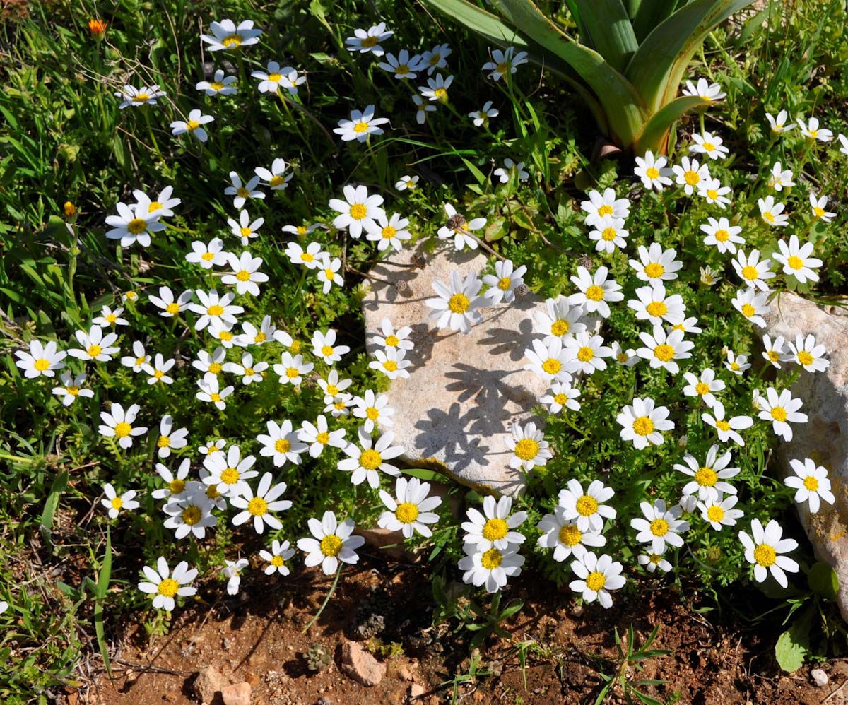 Image of genus Anthemis specimen.