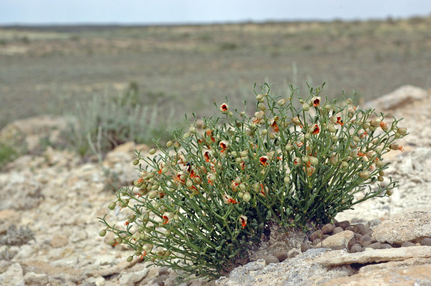 Image of Zygophyllum turcomanicum specimen.