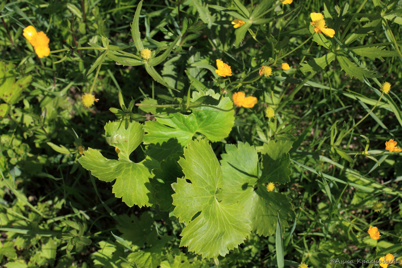 Image of genus Ranunculus specimen.