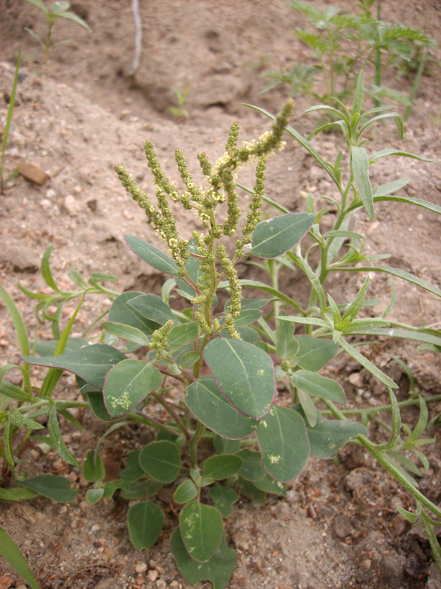 Изображение особи Chenopodium acuminatum.