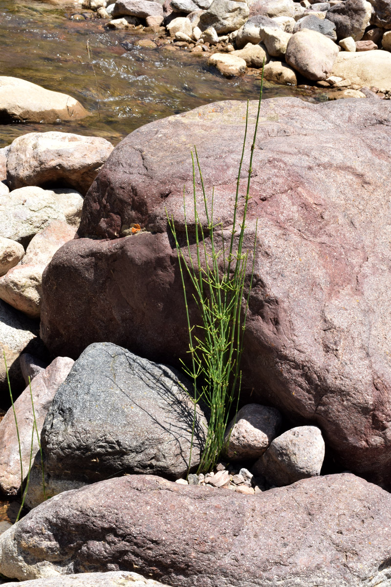 Изображение особи Equisetum ramosissimum.