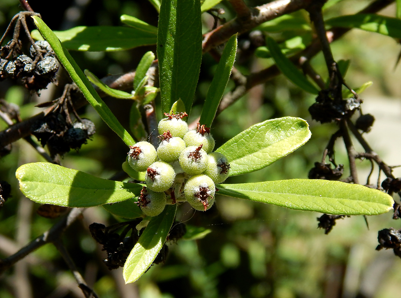 Image of Pyracantha angustifolia specimen.