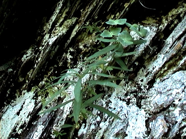 Image of Euphorbia kirimzjulica specimen.