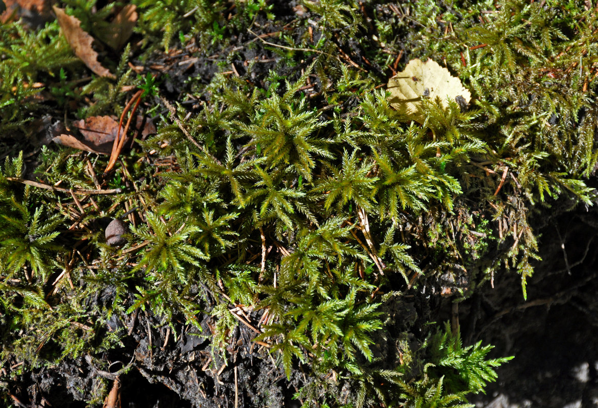 Изображение особи Climacium dendroides.