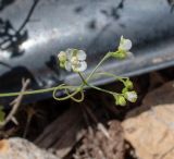 Cardiospermum halicacabum