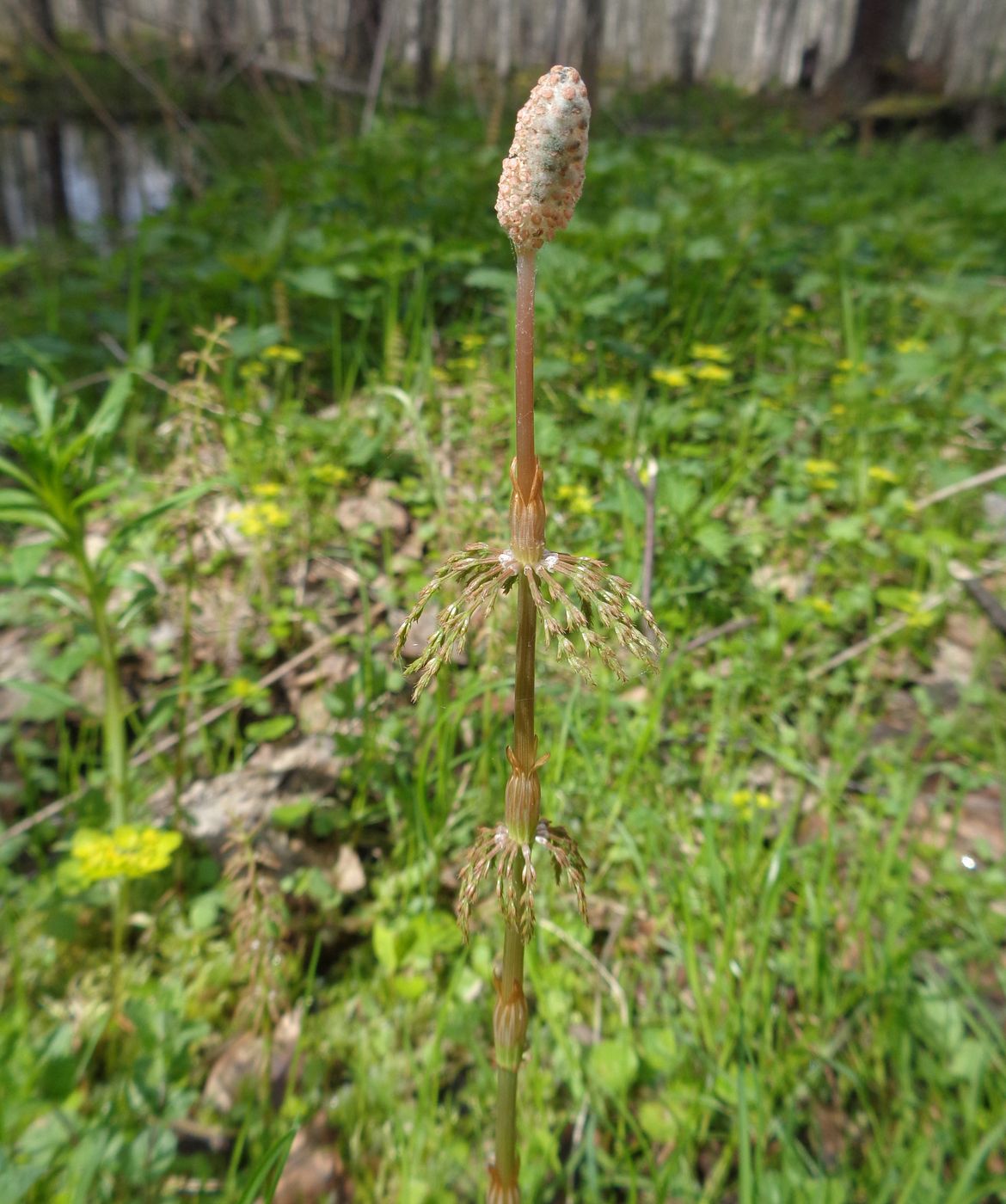 Image of Equisetum sylvaticum specimen.