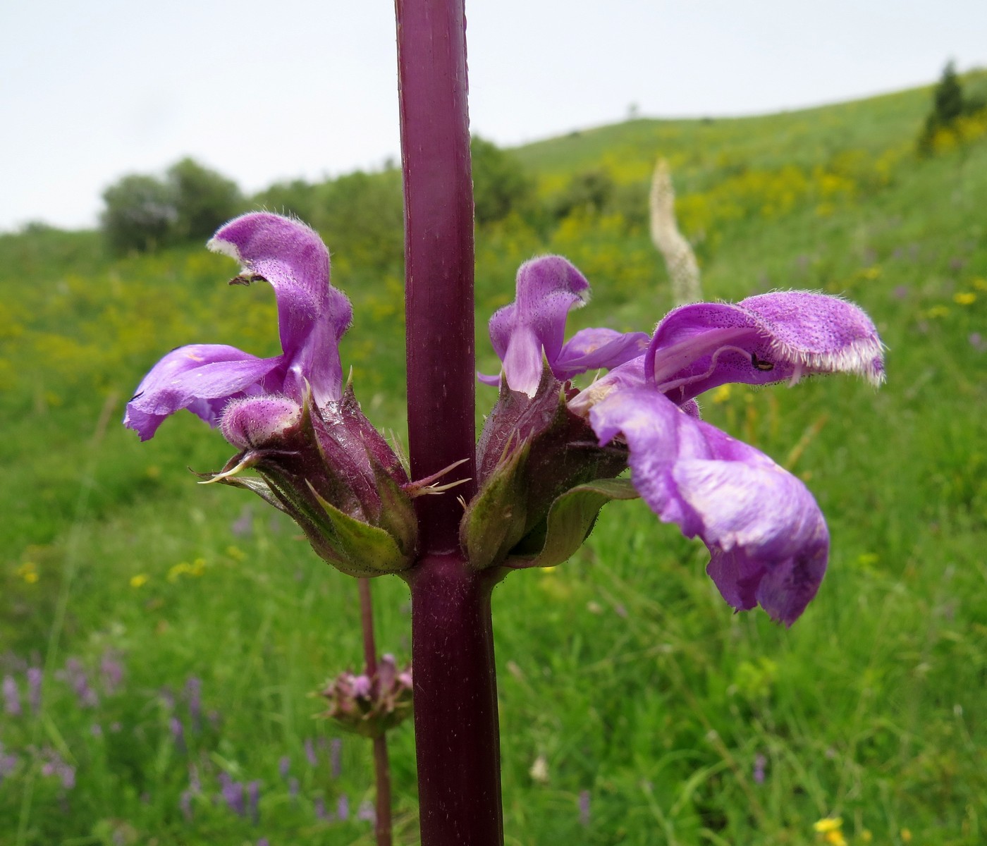 Image of Phlomoides lehmanniana specimen.