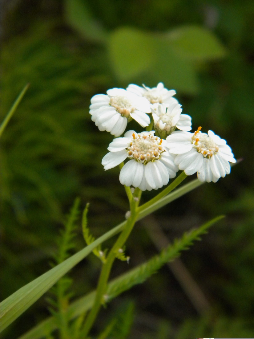 Image of Achillea impatiens specimen.