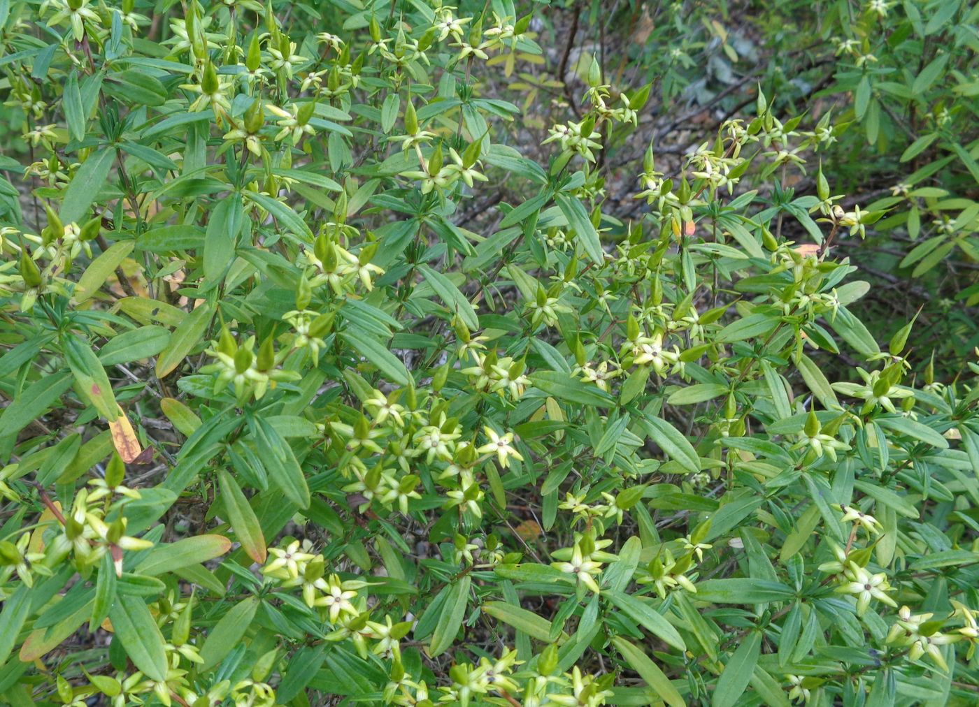 Изображение особи Hypericum kalmianum.