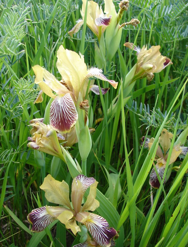 Image of Iris variegata specimen.