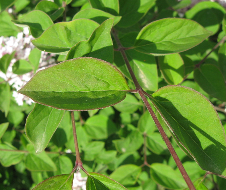 Image of Syringa microphylla specimen.