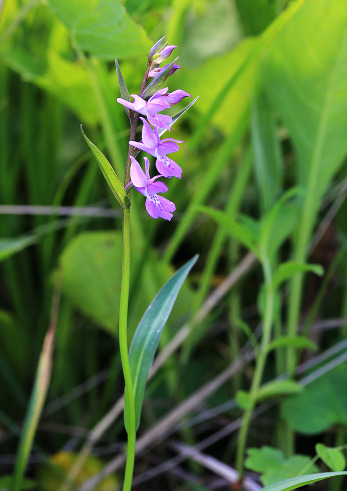 Image of Ponerorchis chusua specimen.