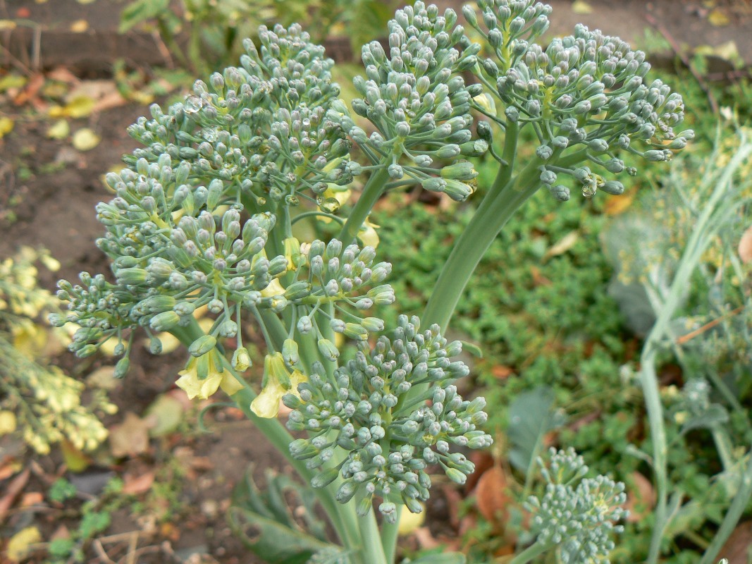 Image of Brassica oleracea var. italica specimen.