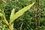 Solidago canadensis. Часть стебля с листом. Псковская обл., Псковский р-н, окр. дер. Филатова Гора; дол. р. Великая, высокий пойменный злаково-разнотравный луг. 29.07.2021.