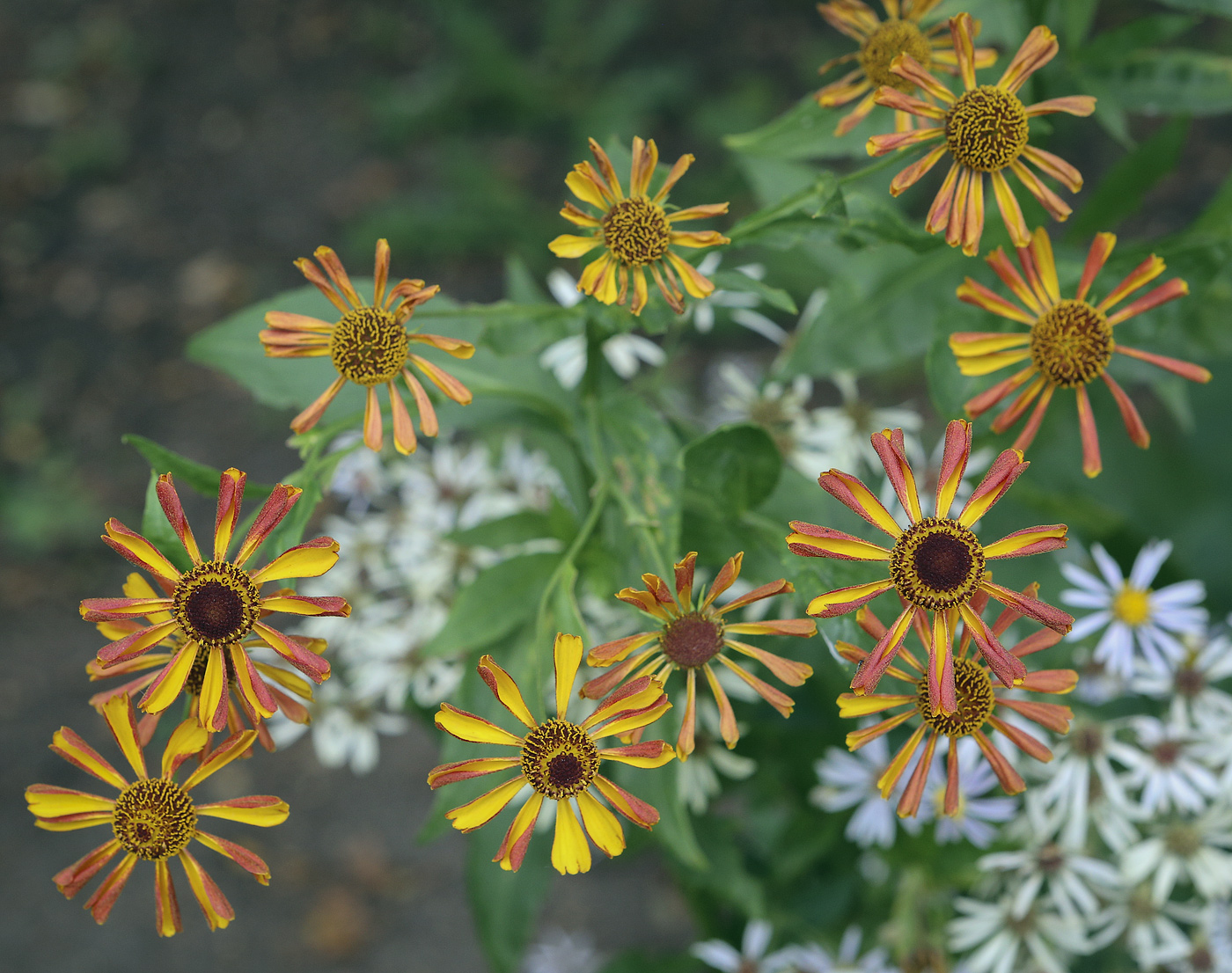 Image of Helenium autumnale specimen.