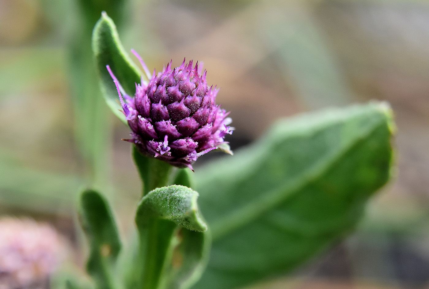 Изображение особи Sphaeranthus strobilifer.