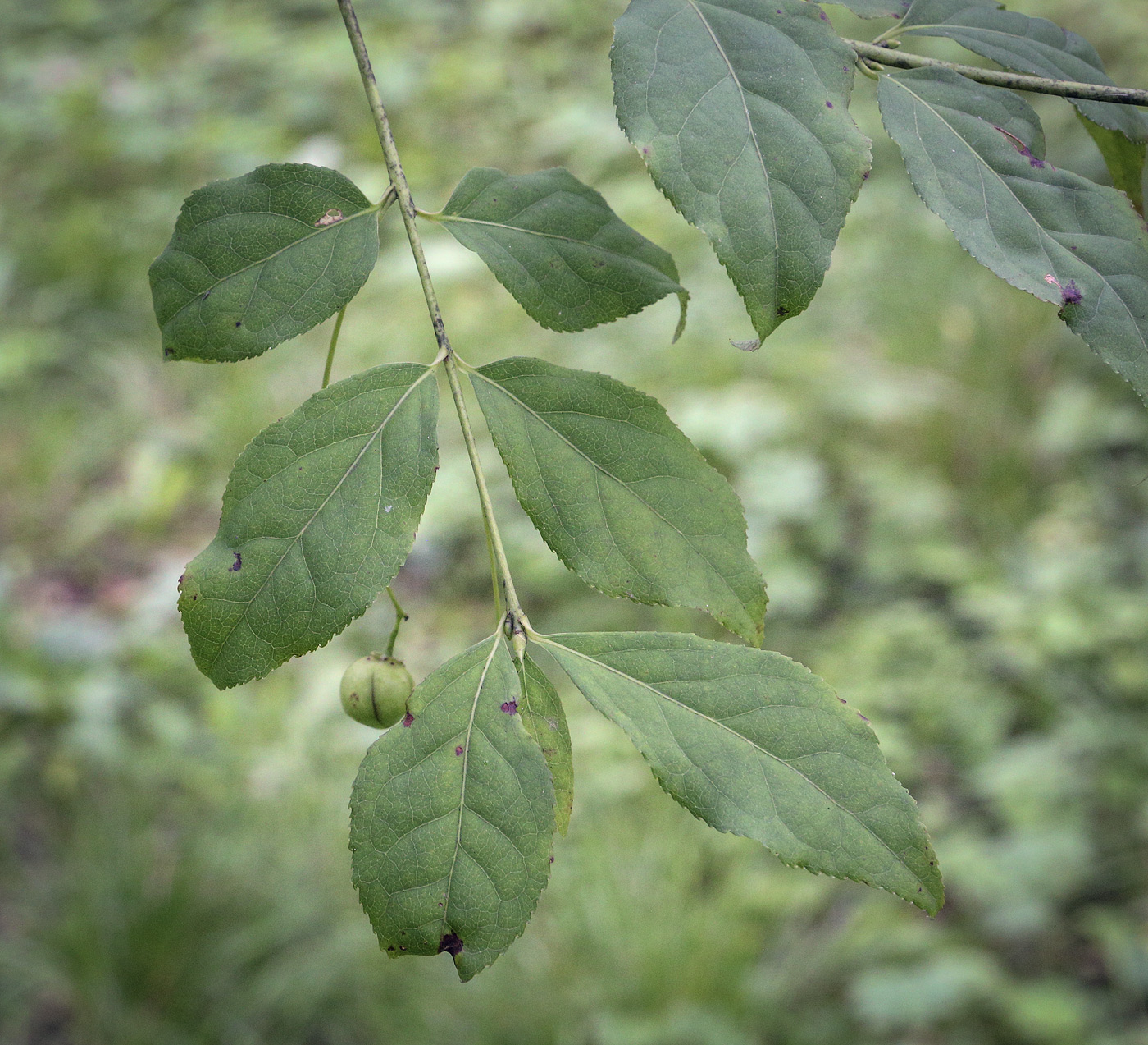 Изображение особи род Euonymus.