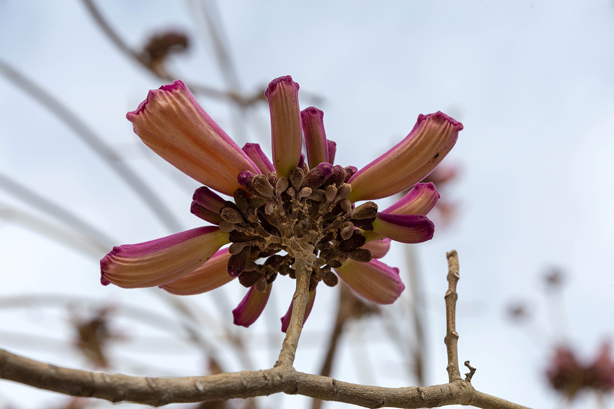 Image of Tabebuia impetiginosa specimen.