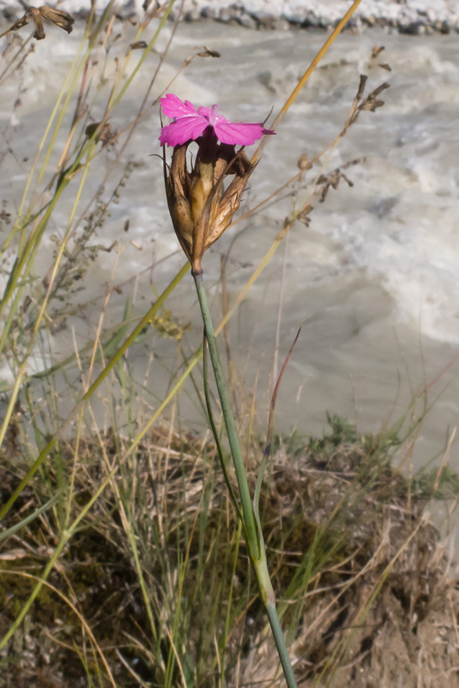 Изображение особи Dianthus ruprechtii.
