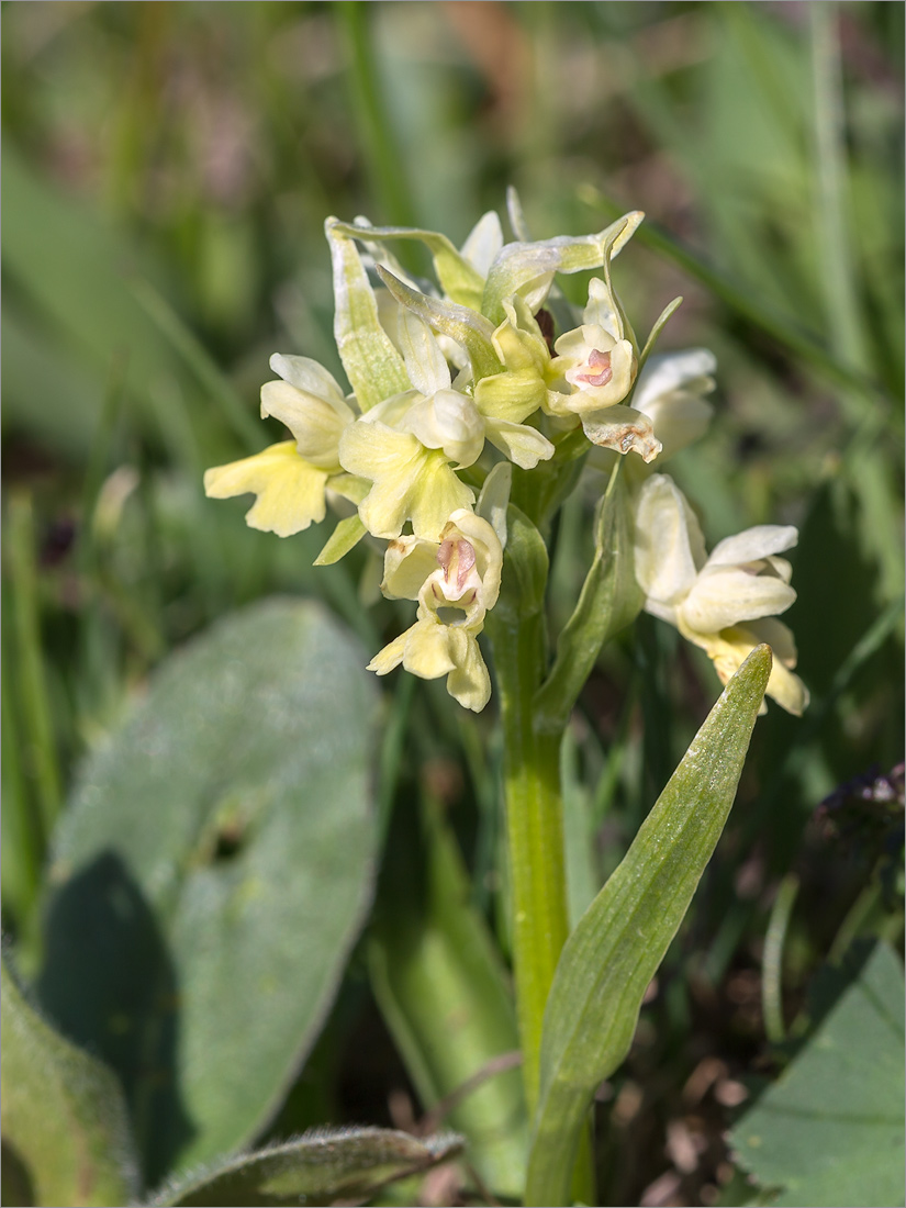 Изображение особи Dactylorhiza romana ssp. georgica.