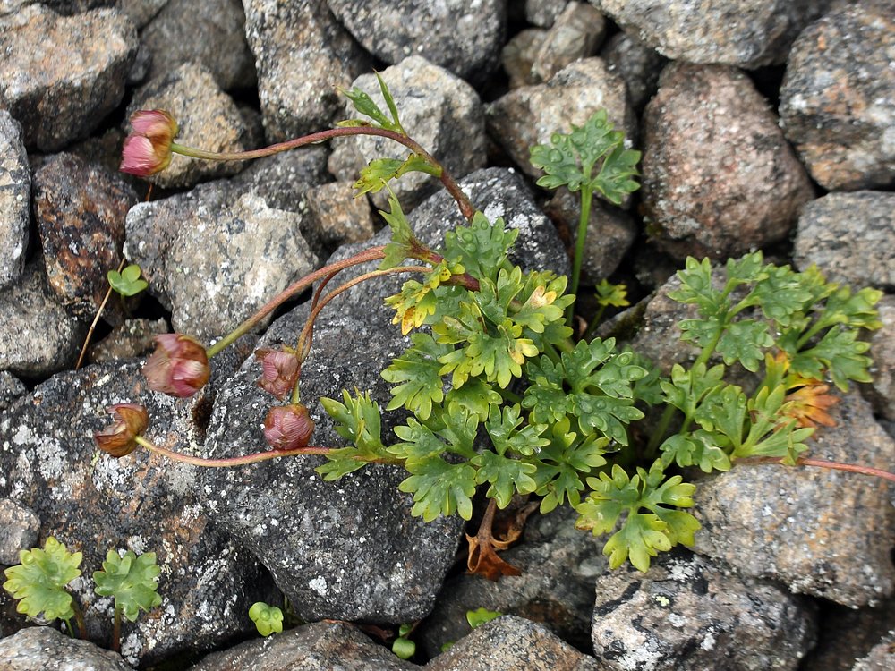 Изображение особи Beckwithia glacialis.