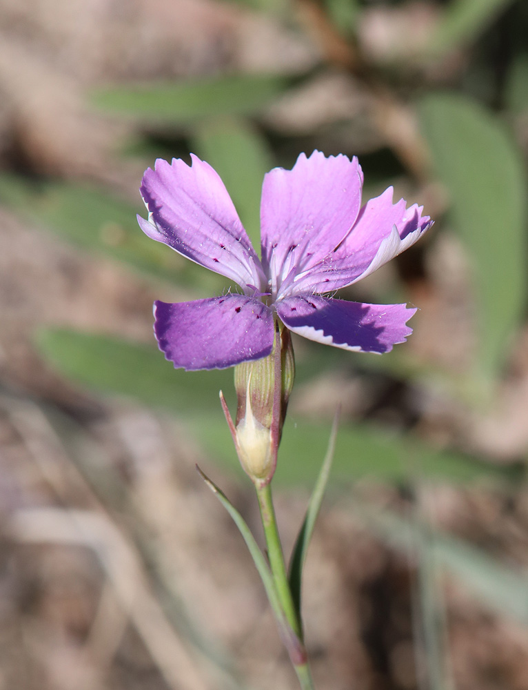 Image of Dianthus versicolor specimen.