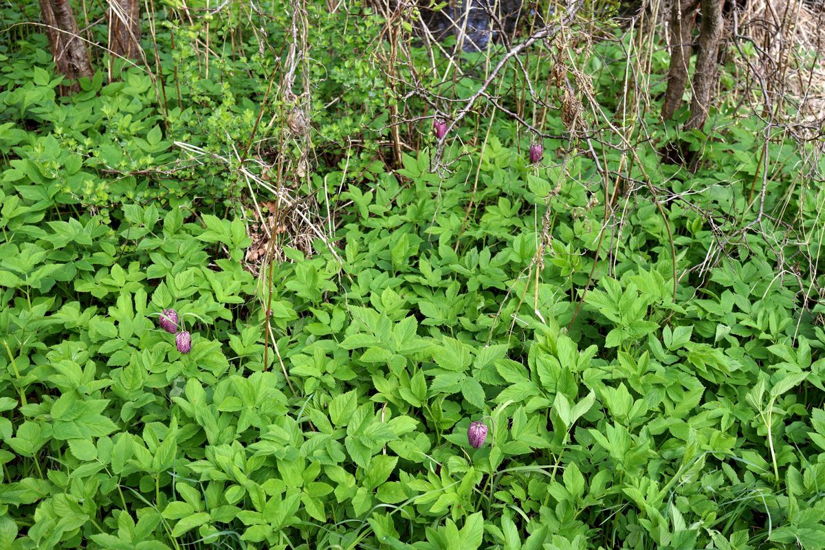 Image of Fritillaria meleagris specimen.