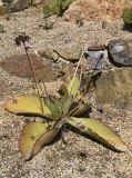 genus Kalanchoe