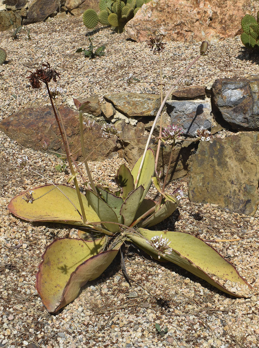 Image of genus Kalanchoe specimen.