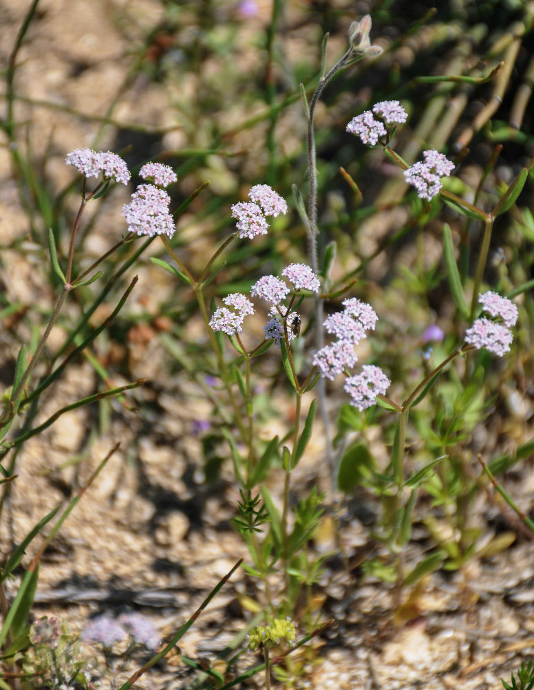 Image of Valerianella coronata specimen.