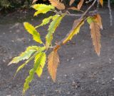 Quercus libani. Верхушка ветви с листьями в осенней окраске. Крым, Южный Берег, Никитский ботанический сад, в культуре. 29.10.2021.