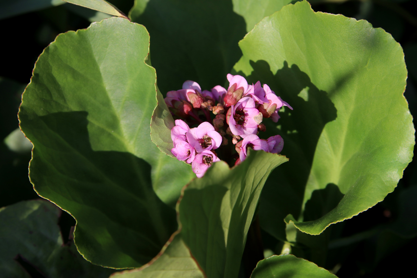 Изображение особи Bergenia crassifolia.