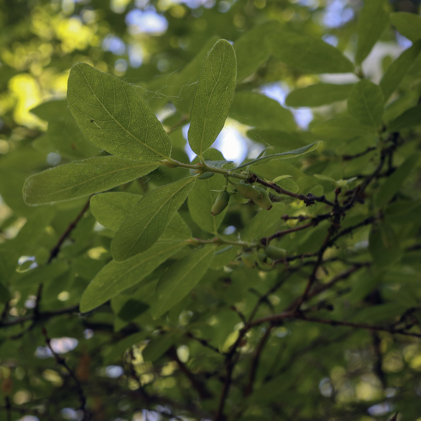 Image of Lonicera edulis specimen.