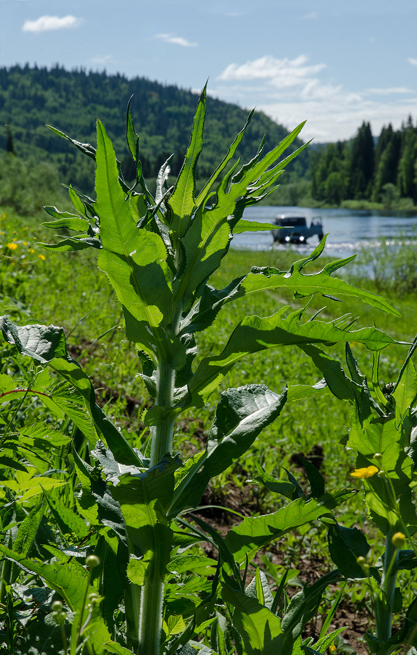 Image of Cirsium heterophyllum specimen.