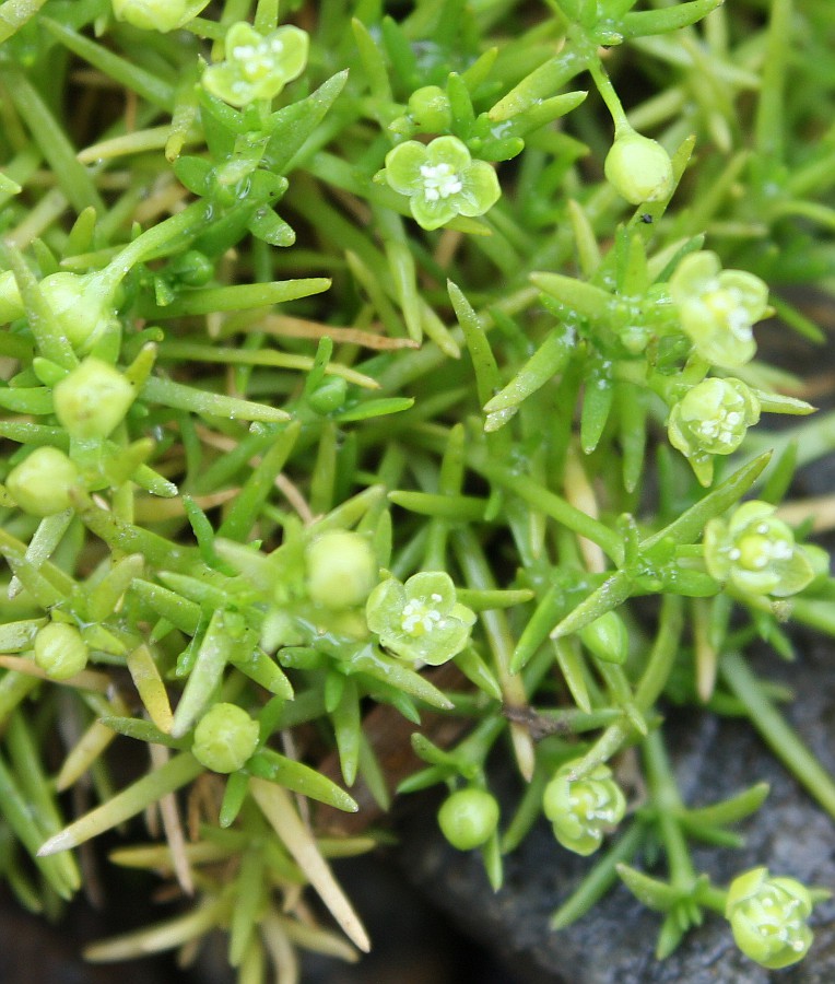 Image of Sagina procumbens specimen.