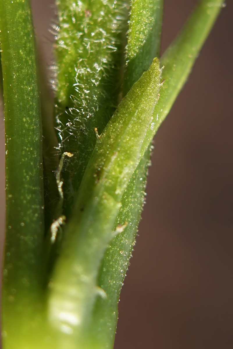 Image of genus Viola specimen.