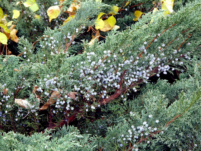 Image of Juniperus sargentii specimen.