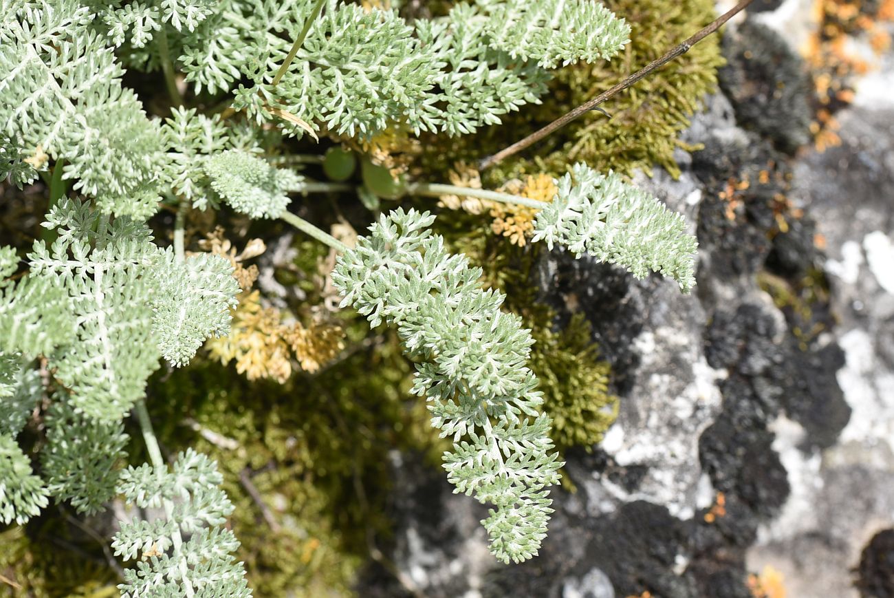 Image of Anthemis marschalliana ssp. pectinata specimen.