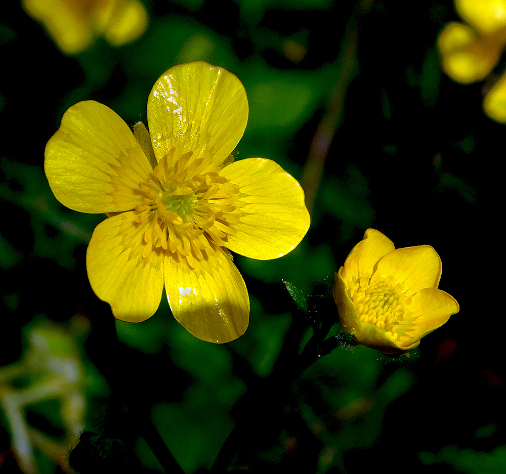 Image of Ranunculus constantinopolitanus specimen.