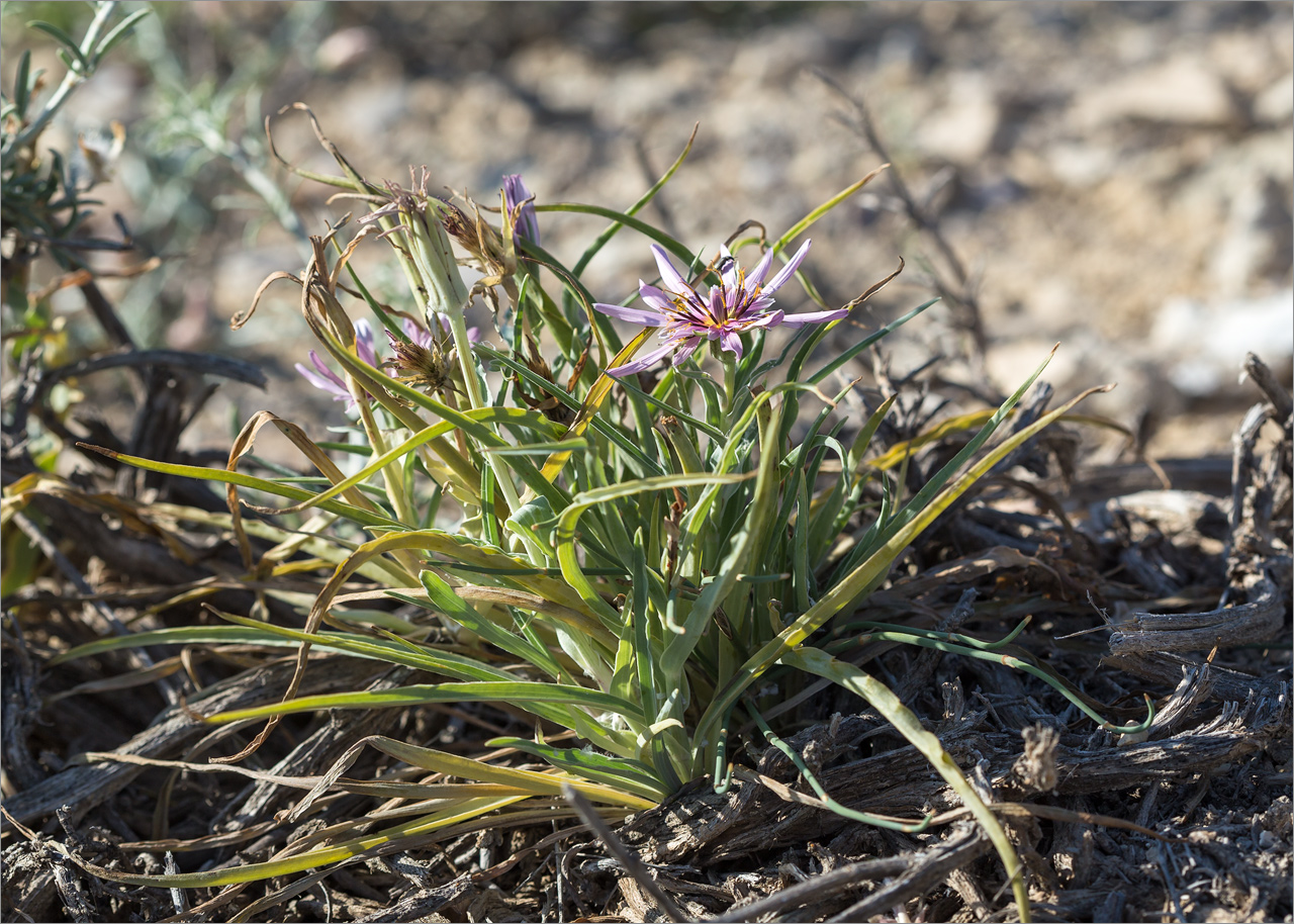 Изображение особи Tragopogon marginifolius.