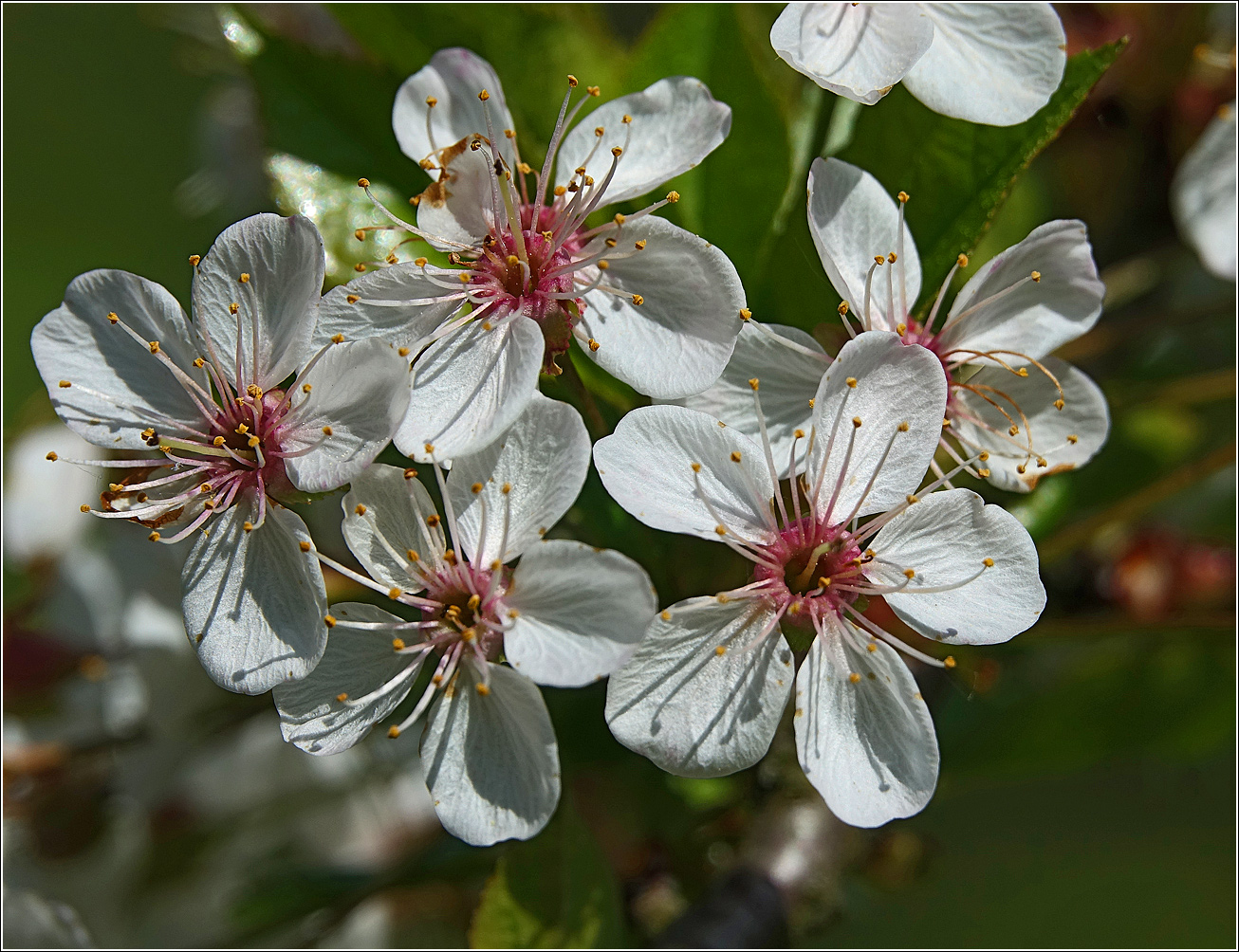 Изображение особи Cerasus vulgaris.